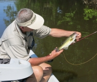 Shoal bass on the lower Flint River downstream of Albany fishing with Orvis guide Todd Rogers 42613.JPG